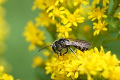 Lasioglossum
