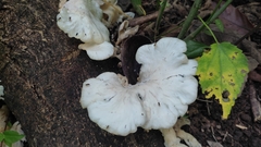 Favolus brasiliensis