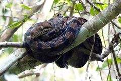 Simalia amethistina