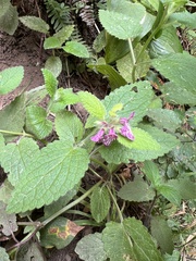 Stachys mexicana