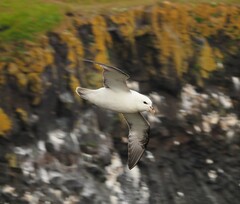 Fulmarus glacialis