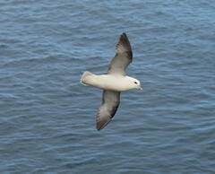 Fulmarus glacialis
