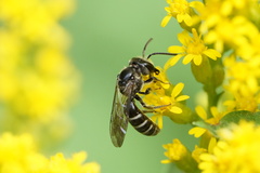 Lasioglossum