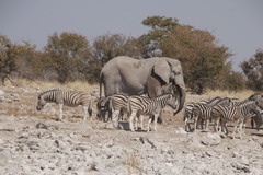Equus quagga burchellii