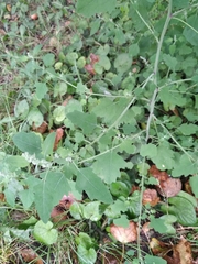 Chenopodium ucrainicum