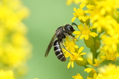 Lasioglossum