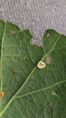 Neuroterus albipes