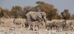 Equus quagga burchellii