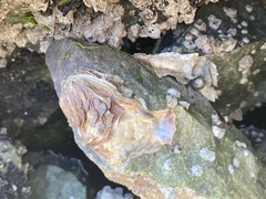 Ostreidae