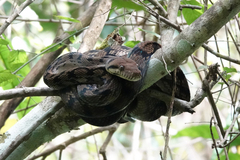 Simalia amethistina
