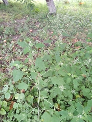 Chenopodium ucrainicum