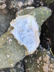 Ostreidae