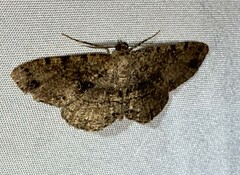 Melanolophia canadaria