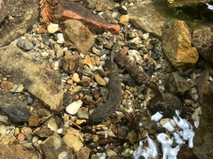 Dicamptodon tenebrosus