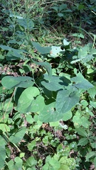 Aristolochia clematitis