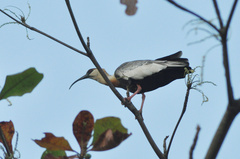 Theristicus caudatus