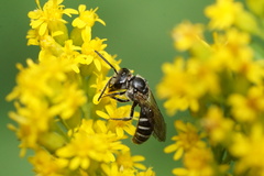 Lasioglossum