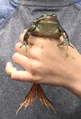 Rana luteiventris