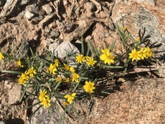 Pectis papposa papposa