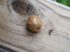 Amphibolips quercusinanis