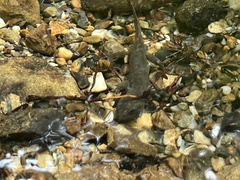 Dicamptodon tenebrosus