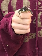 Rana luteiventris