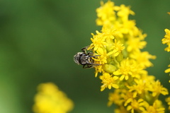 Lasioglossum