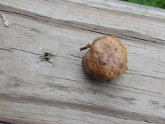 Amphibolips quercusinanis