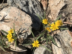 Pectis papposa papposa