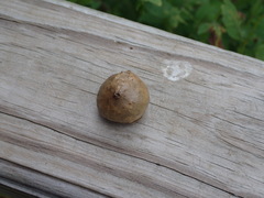 Amphibolips quercusinanis