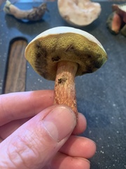 Boletus sensibilis