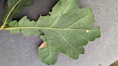 Neuroterus albipes