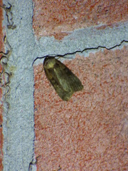 Pseudohermonassa bicarnea