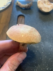 Boletus sensibilis