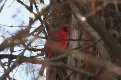 Cardinalis cardinalis