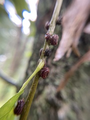 Kokkocynips difficilis