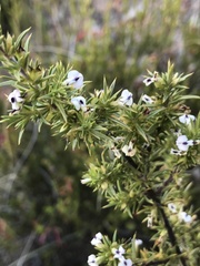 Muraltia ericifolia