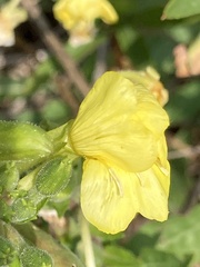 Oenothera biennis