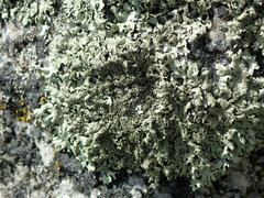 Xanthoparmelia conspersa