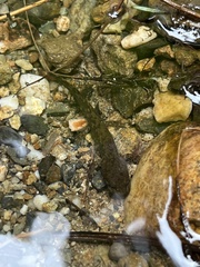 Dicamptodon tenebrosus