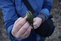 Phylloscopus proregulus