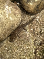 Dicamptodon tenebrosus