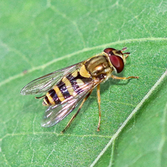 Syrphus rectus