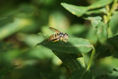 Spilomyia longicornis