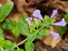 Clinopodium nepeta