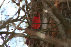 Cardinalis cardinalis