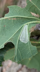 Tischeria ekebladella