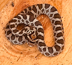 Pantherophis emoryi