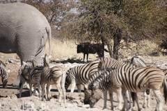 Connochaetes taurinus taurinus