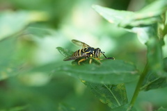 Spilomyia longicornis